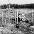 ССО «Механик-71». Здесь будет коровник
