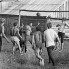 ССО «Механик». Спортивные соревнования с местными жителями в День строителя. Палехский район, д. Пеньки, август 1971 г.